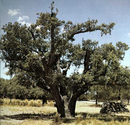 Bloys Symbolic Oak-1969
